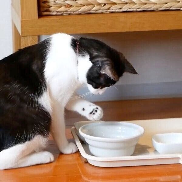 刑事ドラマのワンシーンのように水を飲むグランくん