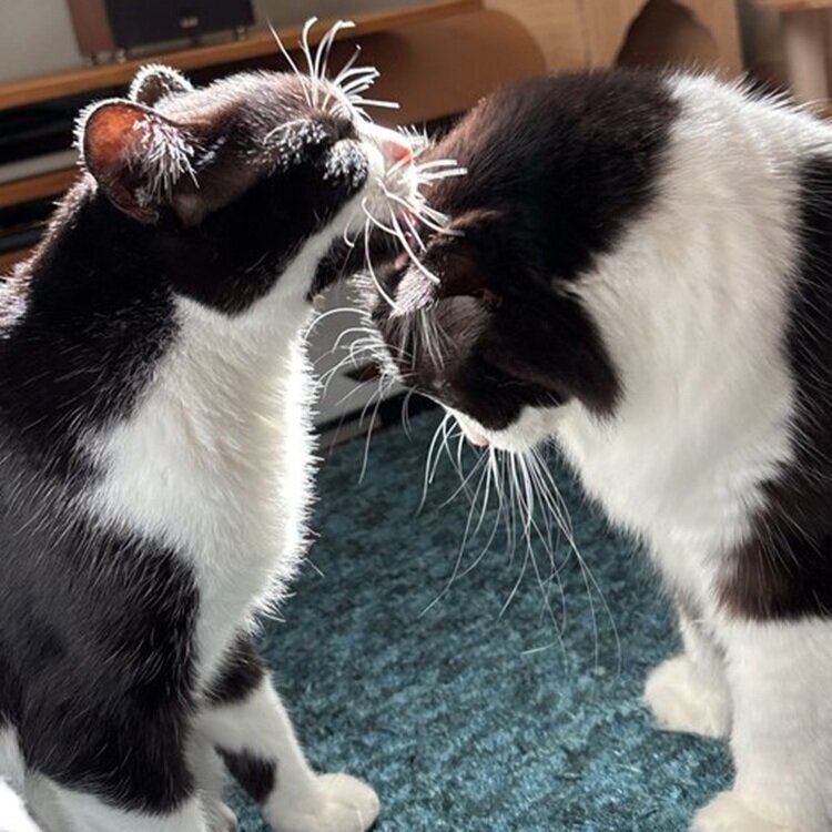 ナミちゃんに毛づくろいをし返すオリビアちゃん