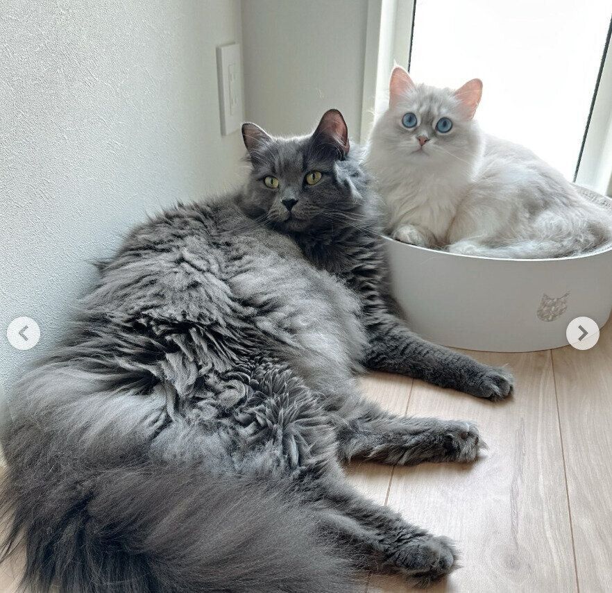 仲良くまったりする2匹