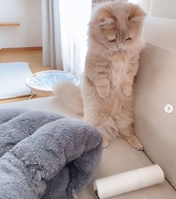 コロコロを見つめるにこちゃん