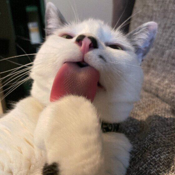 舌を見せるキュリくん