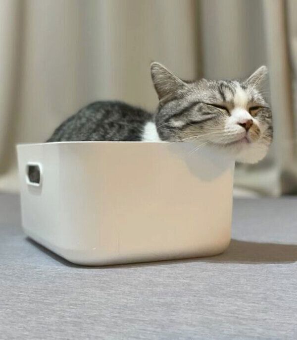 箱の中で眠るふにちゃん