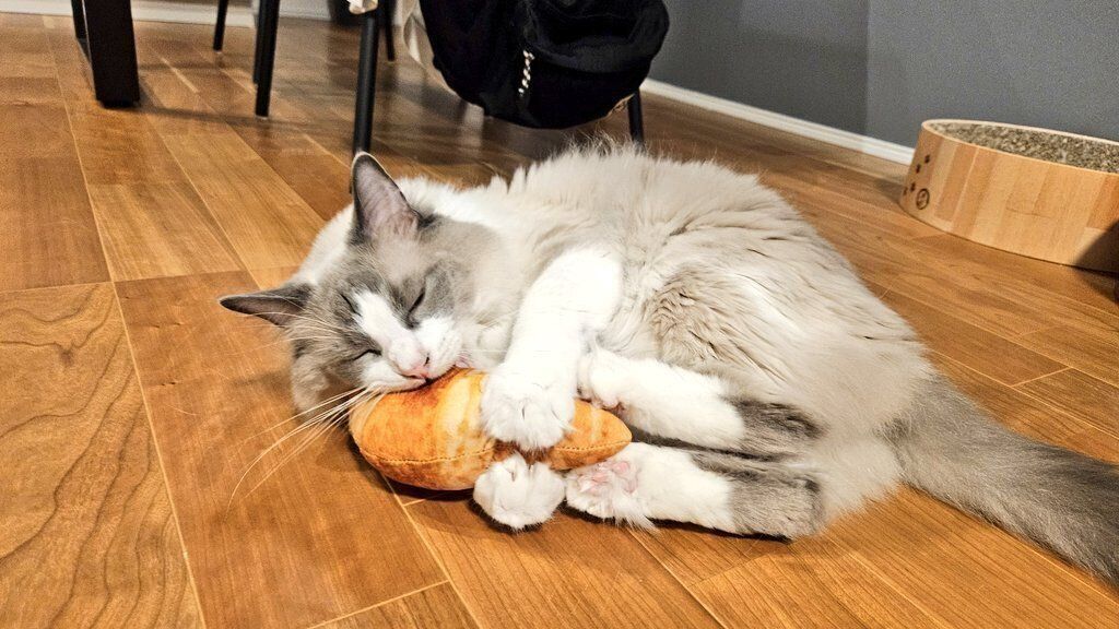 ケリぐるみを抱えているラグドール