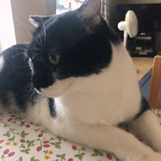 MIXのモウちゃん