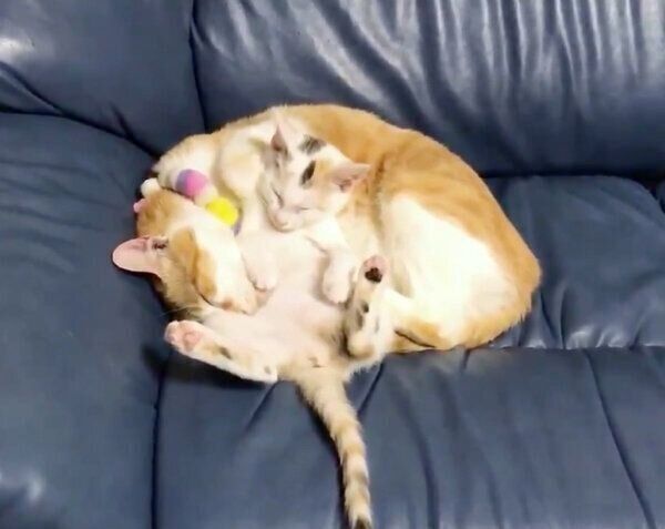 くっついて眠るむぎくんとキキちゃん