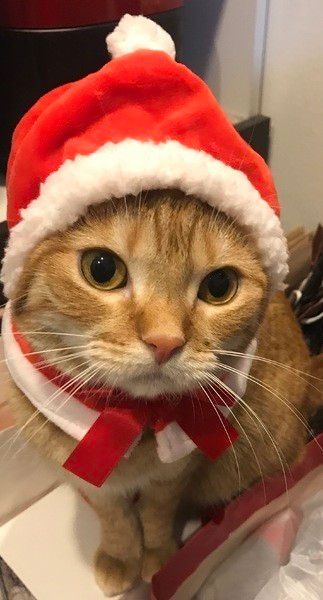 スコティッシュフォールドのかりんちゃん