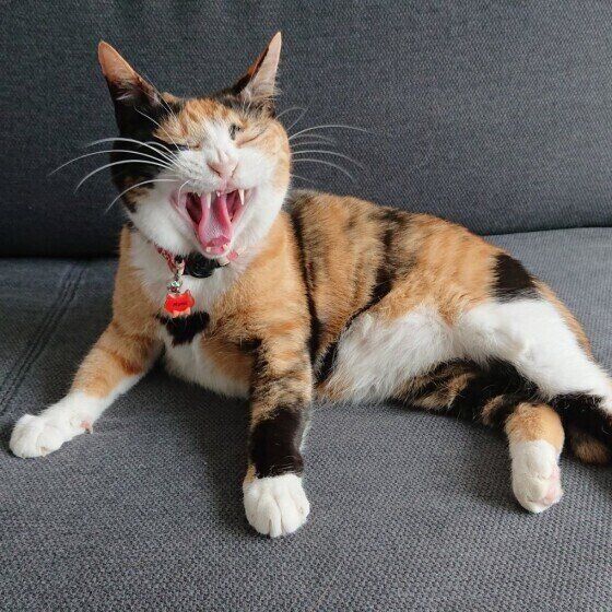 猫の 狩猟本能 を掻き立ててしまう原因に 飼い主さんの意外な行動 ねこのきもちweb Magazine