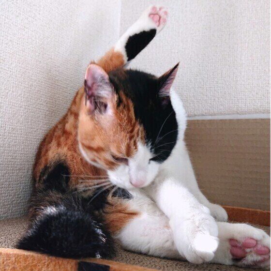 グルーミングする猫