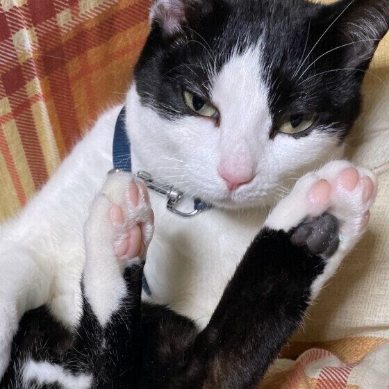 日本ネコの初夏ちゃん