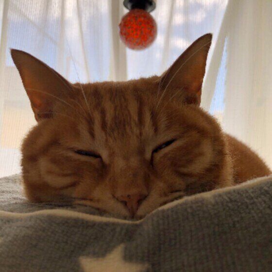 茶トラのゆずくん