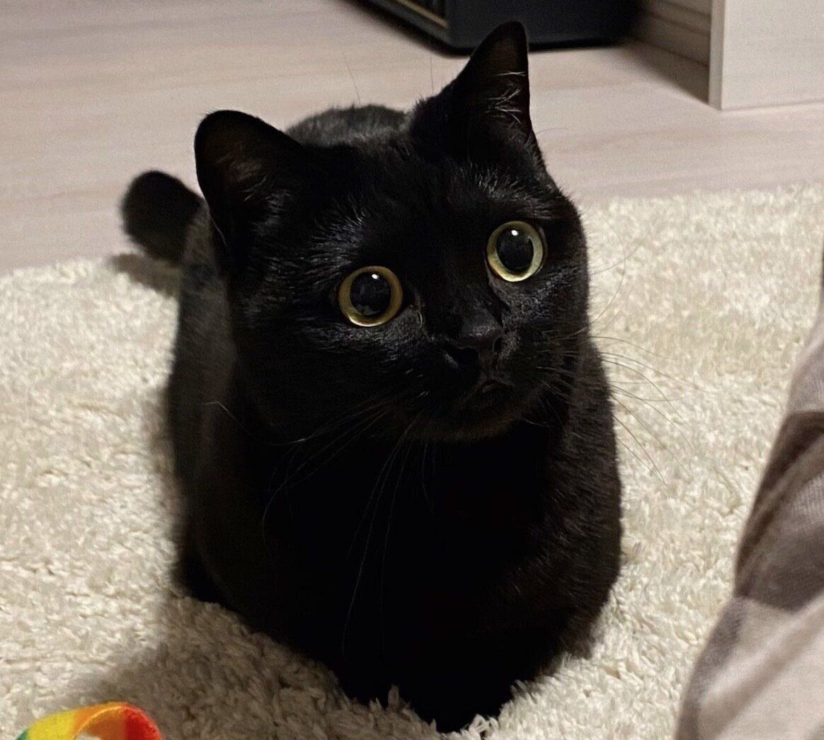 「遊んでほしい顔」をするハーブちゃん