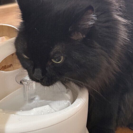 自動給水器で水を飲むメインクーン