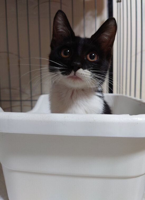 トイレに入っている猫