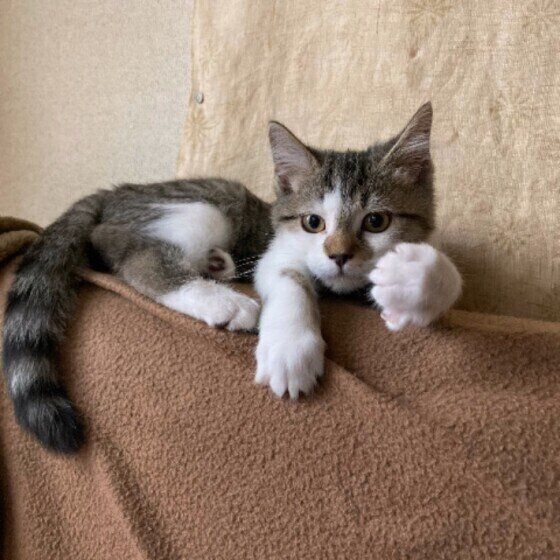 見つめるスコティッシュフォールド