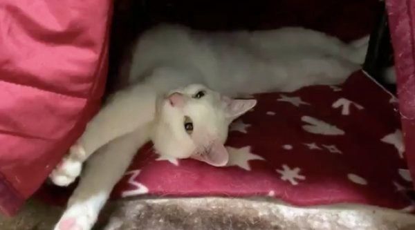 こたつの中で反り返る麿白ちゃん