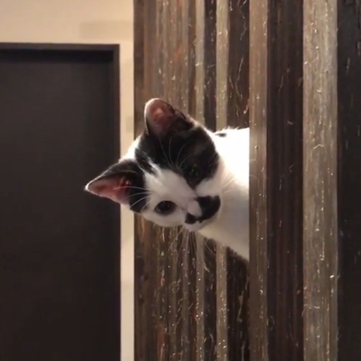 ニャーンチ かわいくて破壊力バツグンの 猫パンチ 5選 ねこのきもちweb Magazine ニャーンチ かわいくて破壊力バツグンの 猫パンチ 5選 ねこのきもちweb Magazine