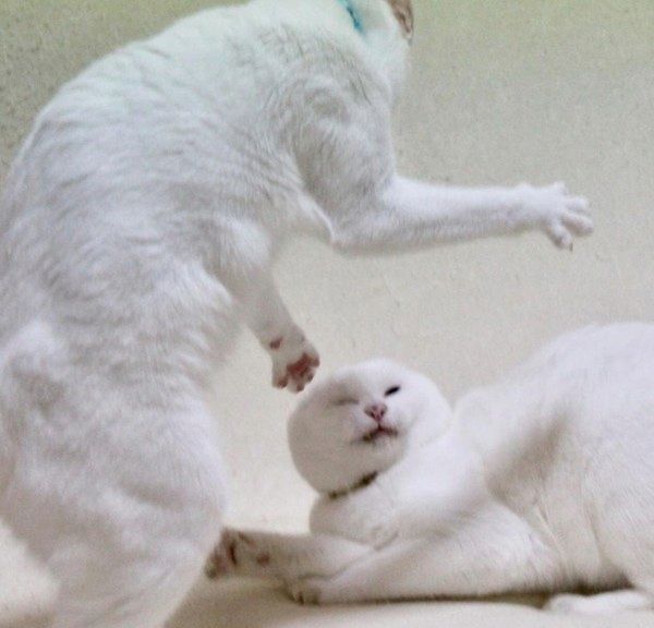 ワイルドな白猫