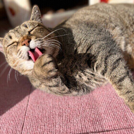 毛づくろいする猫