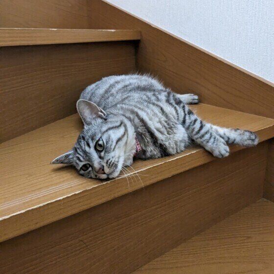 サバトラのうにちゃん