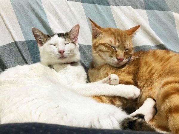 おかかくんとはらみちゃん