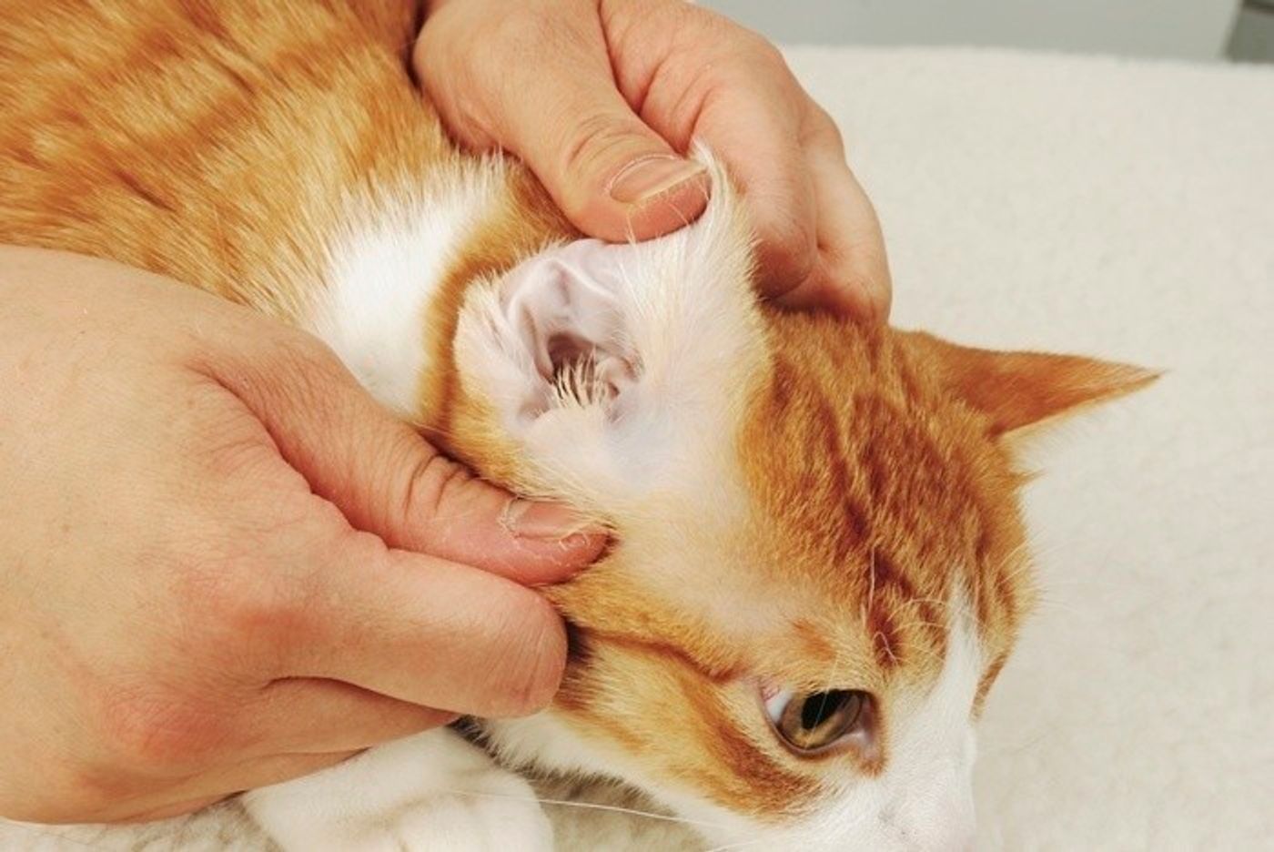 獣医師監修 シニア猫の健康チェック法 異変のサインや疑われる病気も ねこのきもちweb Magazine 獣医師監修 シニア猫の健康チェック法 異変のサインや疑われる病気も ねこのきもちweb Magazine