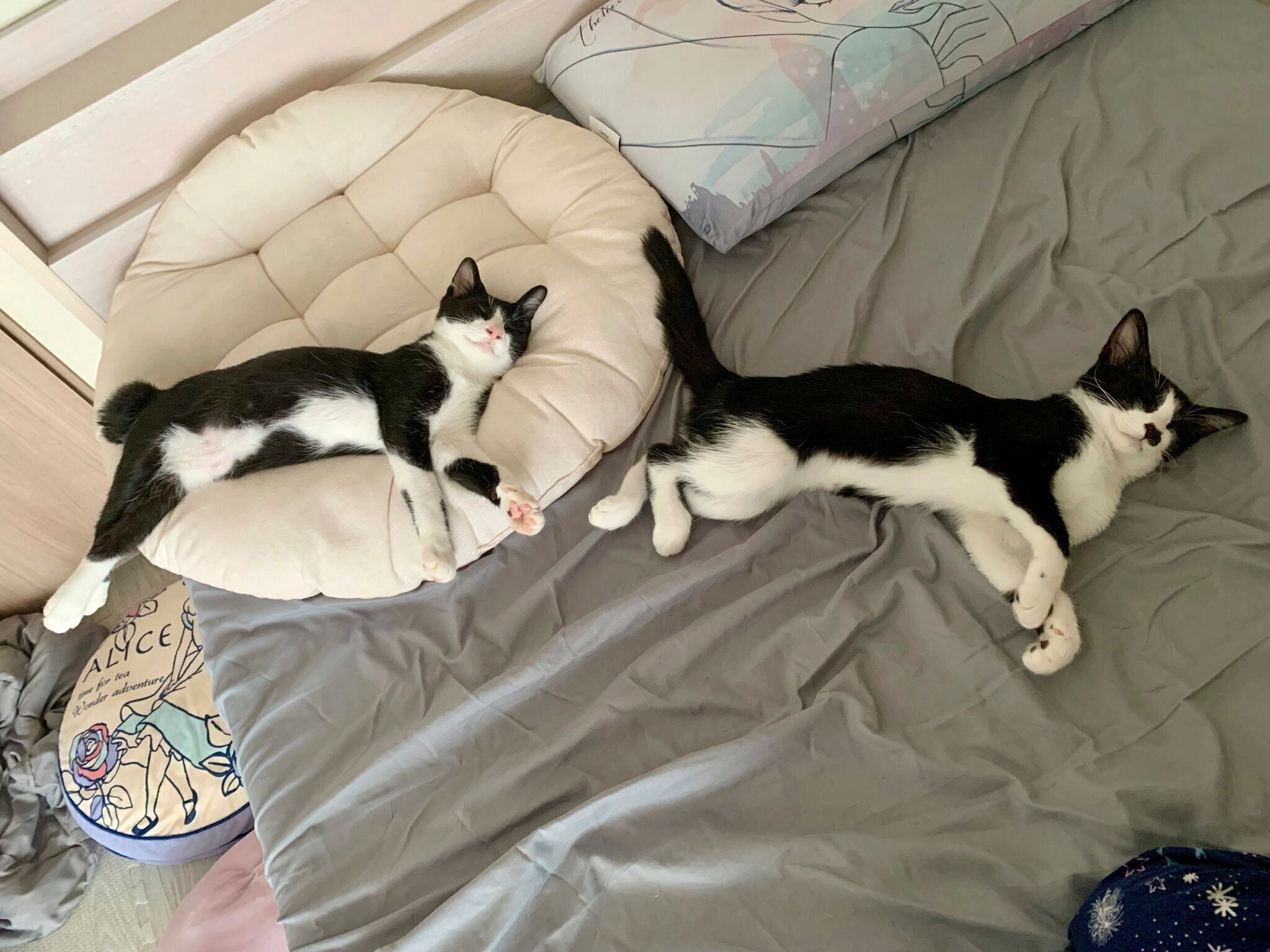 シンクロ寝する2匹　見ているだけで癒やされるかわいさ