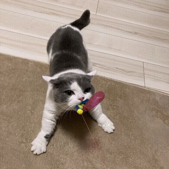 マンチカンの夢樹くん♪