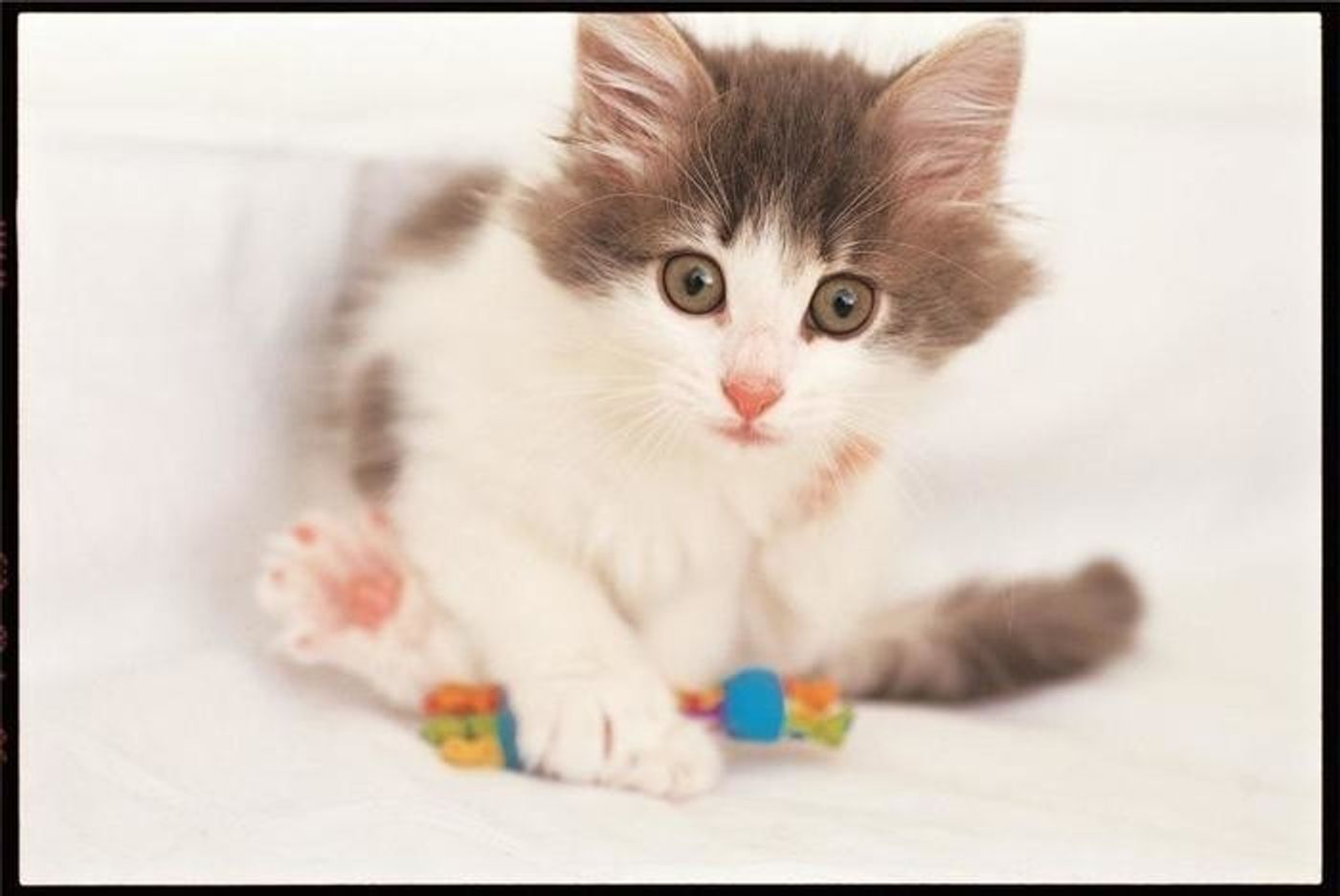 獣医師監修 年代別 猫のおもちゃの選び方 おすすめの遊び方 ねこのきもちweb Magazine 獣医師監修 年代別 猫のおもちゃの選び方 おすすめの遊び方 ねこのきもちweb Magazine