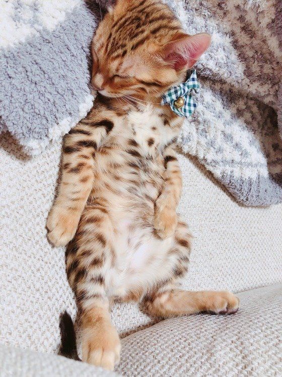 座ってお昼寝するベンガル