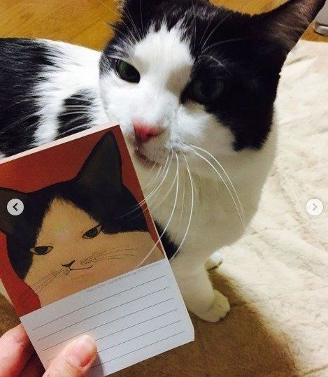 ハチワレねこのメモ帳