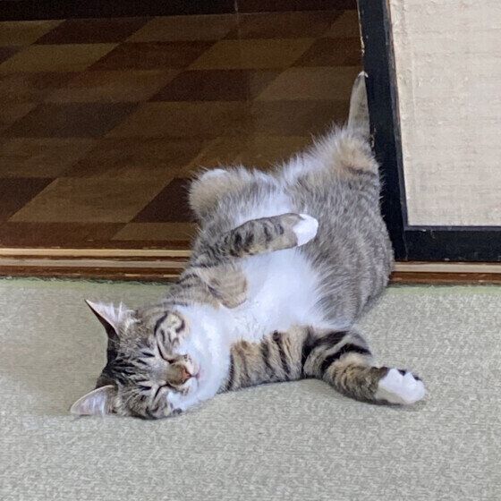 へそ天をするMIXのちゃいちゃん