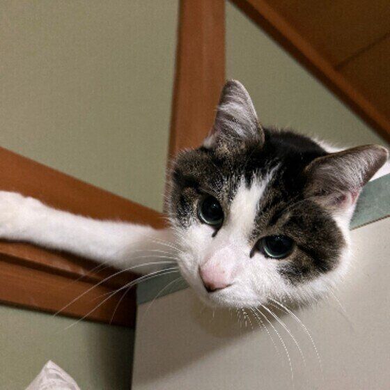 高い場所にのぼる猫