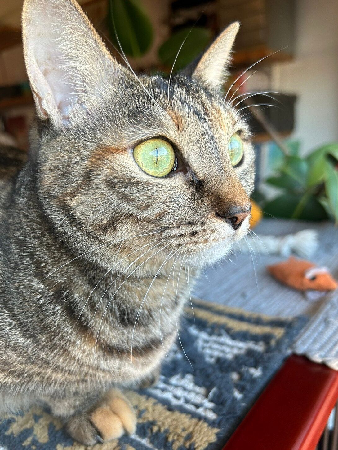 外の鳥を見つめる、たなはいらずちゃん