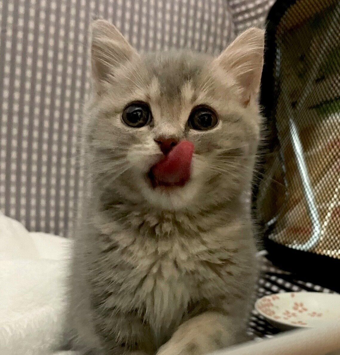 舌をペロッとするおんぷちゃん