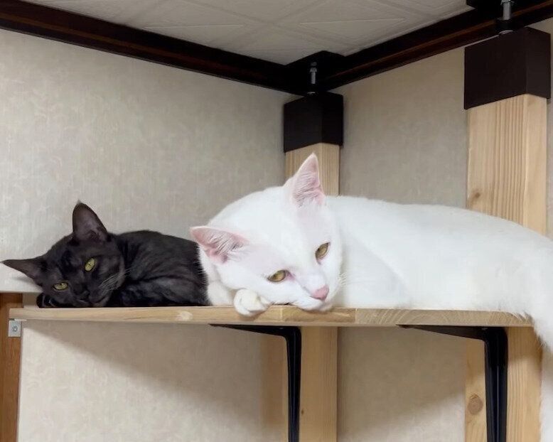 まったりするむぎくん、虎太郎くん。