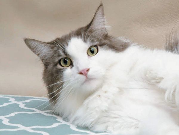 マッサージで猫と飼い主さんがお互いに癒しあえるヒミツ