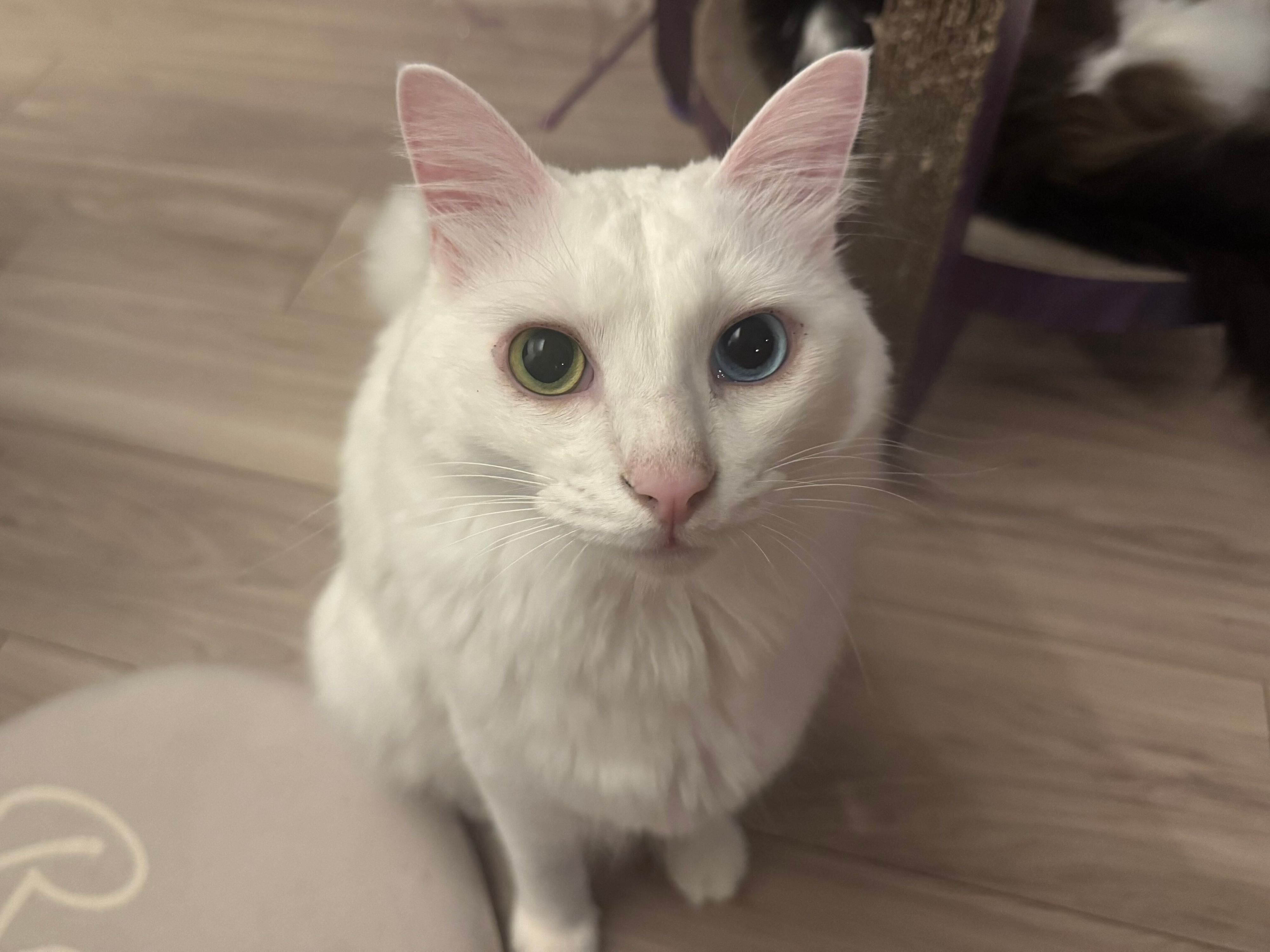 飼い主を見つめる猫