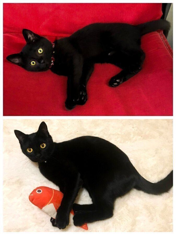 子猫時代のやまとちゃん　とてもおてんばだったのだとか