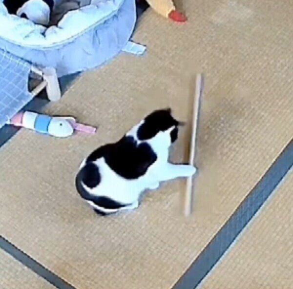 木の棒で遊ぶミアちゃん