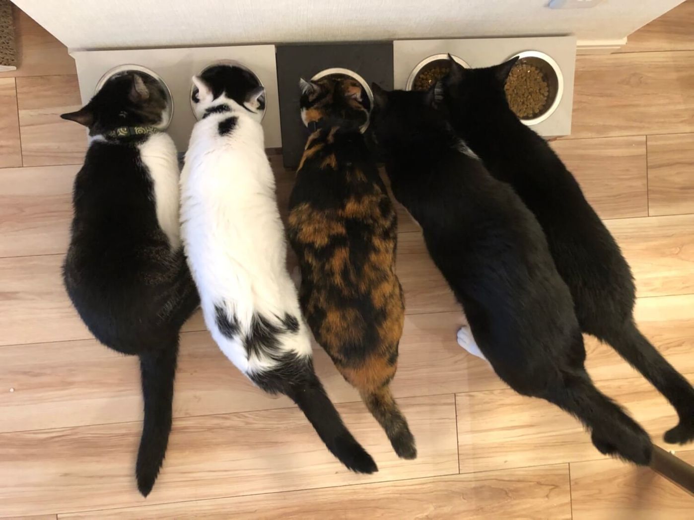 毎回毎回 我が家の猫のご飯の食べ方の癖がすごい リュックと愉快な仲間たち あ あと響介vol 66 ねこのきもちweb Magazine