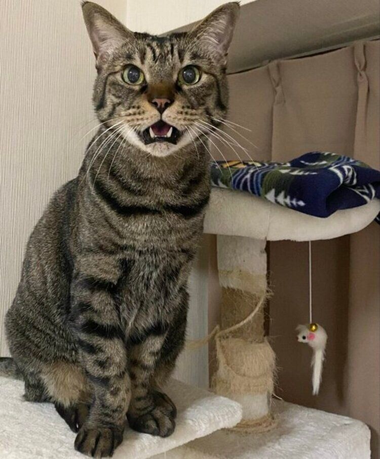 12才になったゆうくん　現在も「にゃーん」と話す姿がかわいい