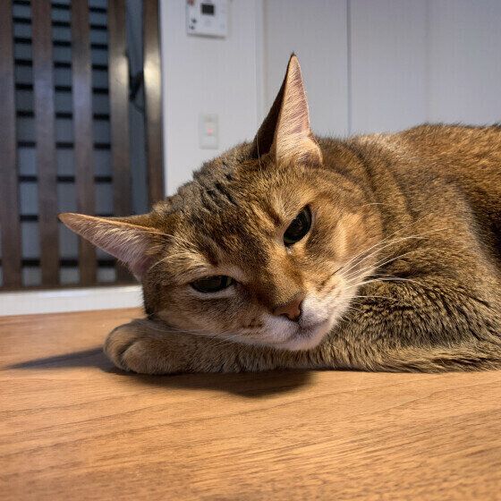 アビシニアンのコトリちゃん