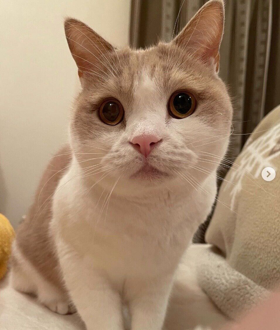 先住猫のさくらくん