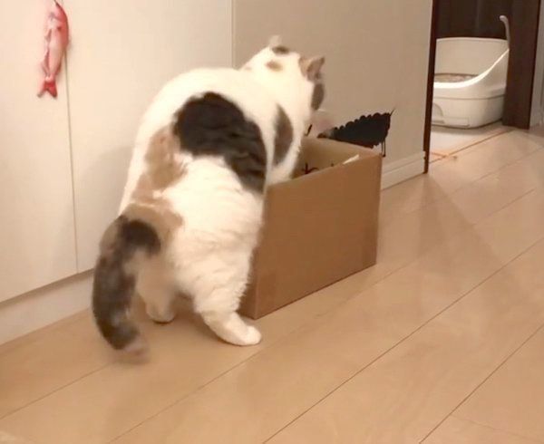 おもちゃを選ぶねね子ちゃん