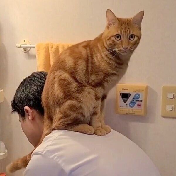 パパさんに乗ってカメラ目線のふくくん