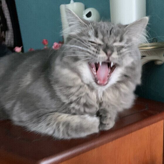 サイベリアンのピノコちゃん