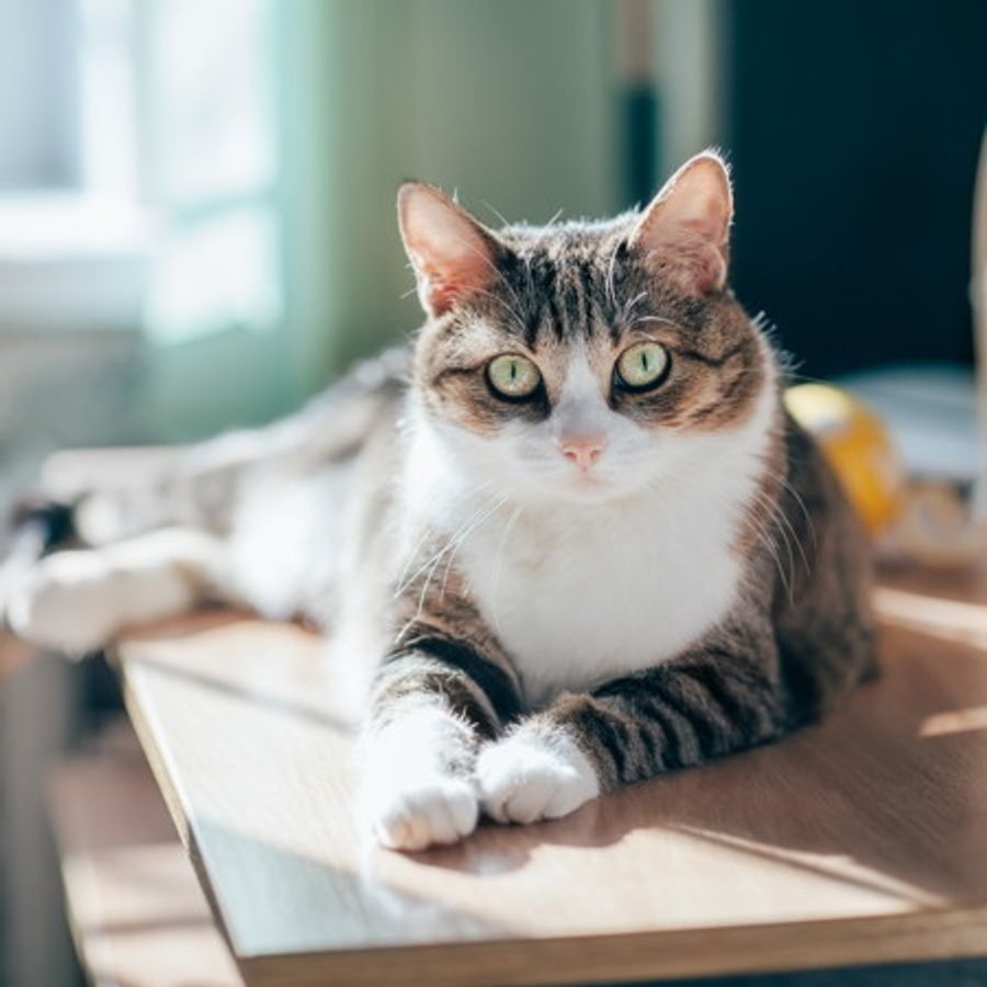 つらい余命宣告 後悔しない愛猫との 最期の過ごし方 愛猫のための終活 ねこのきもちweb Magazine