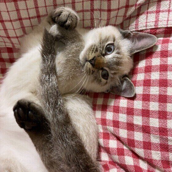 チェック柄のベッドの上のシャム