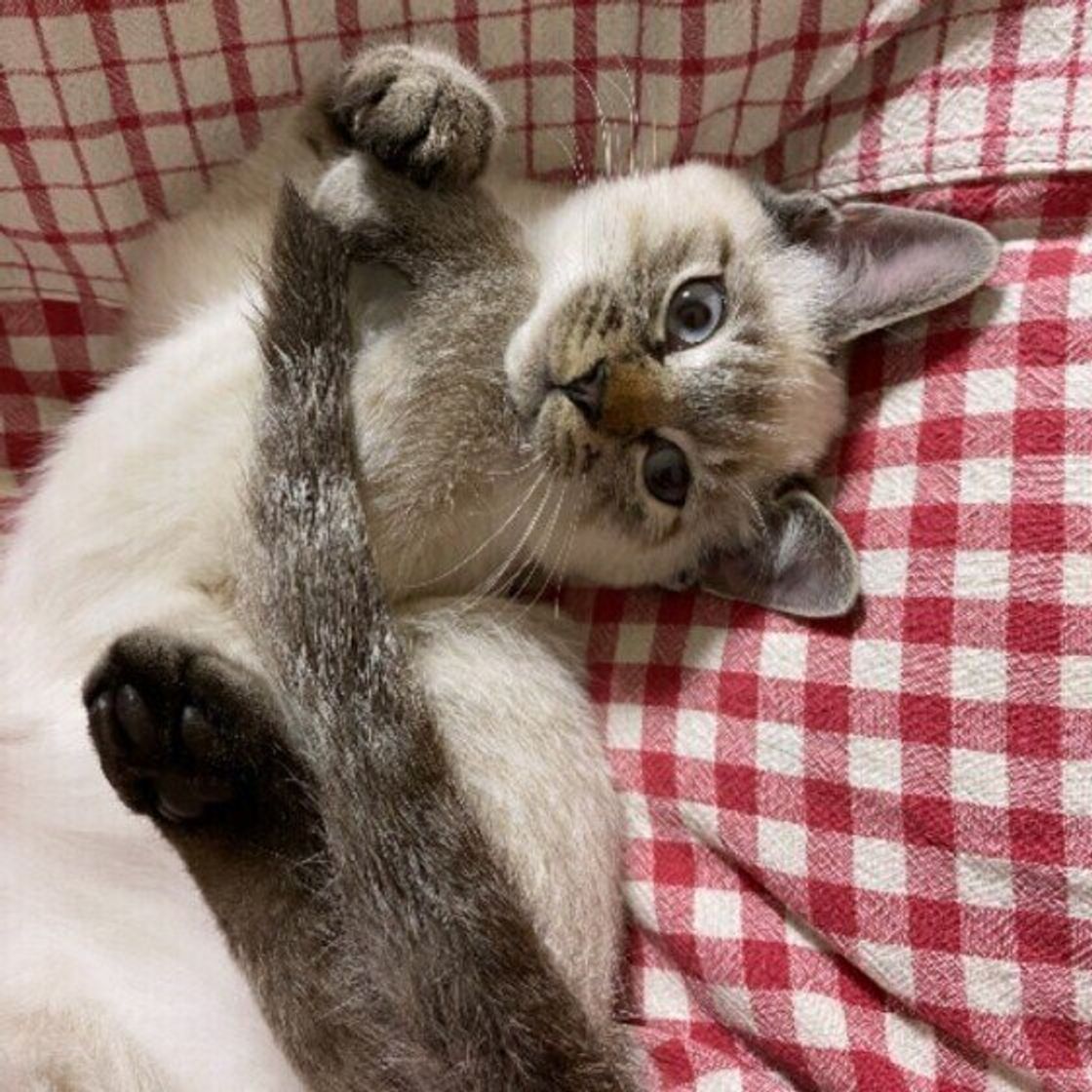 猫の種類 がっしり スレンダー型の10種類の猫を紹介 あなたは全種類知っていますか ねこのきもちweb Magazine 猫の種類 がっしり スレンダー型の10種類の猫を紹介 あなたは全種類知っていますか ねこのきもちweb Magazine