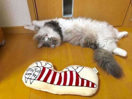 クッションとシンクロ